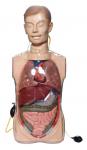 Simulateurs laparoscopic transparents avec des organes d'Anatony pour la formation clinique de soins