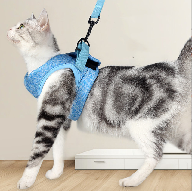 small cat harness and lead