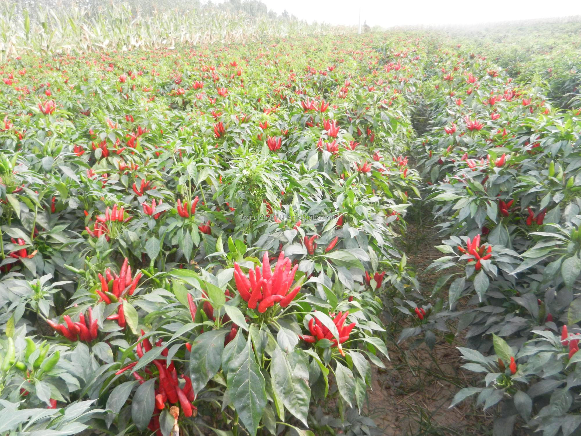 Chili factory price Hot Red Pepper chilli importers