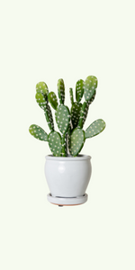 Unpotted cactus artificial plant faux succulents