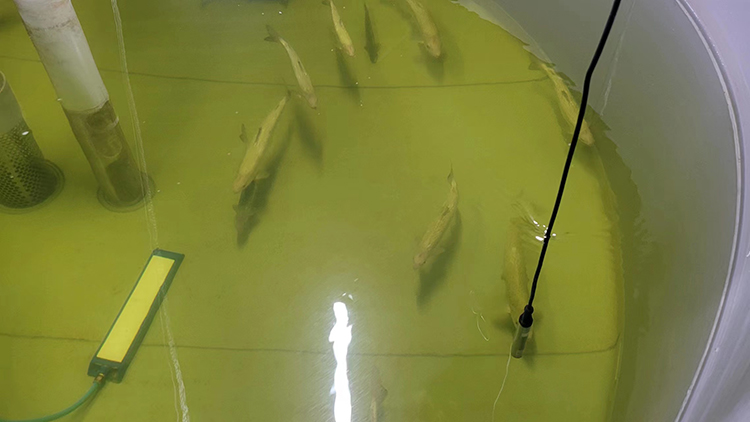 Fluorescence Dissolved Oxygen Sensor in Aquaculture