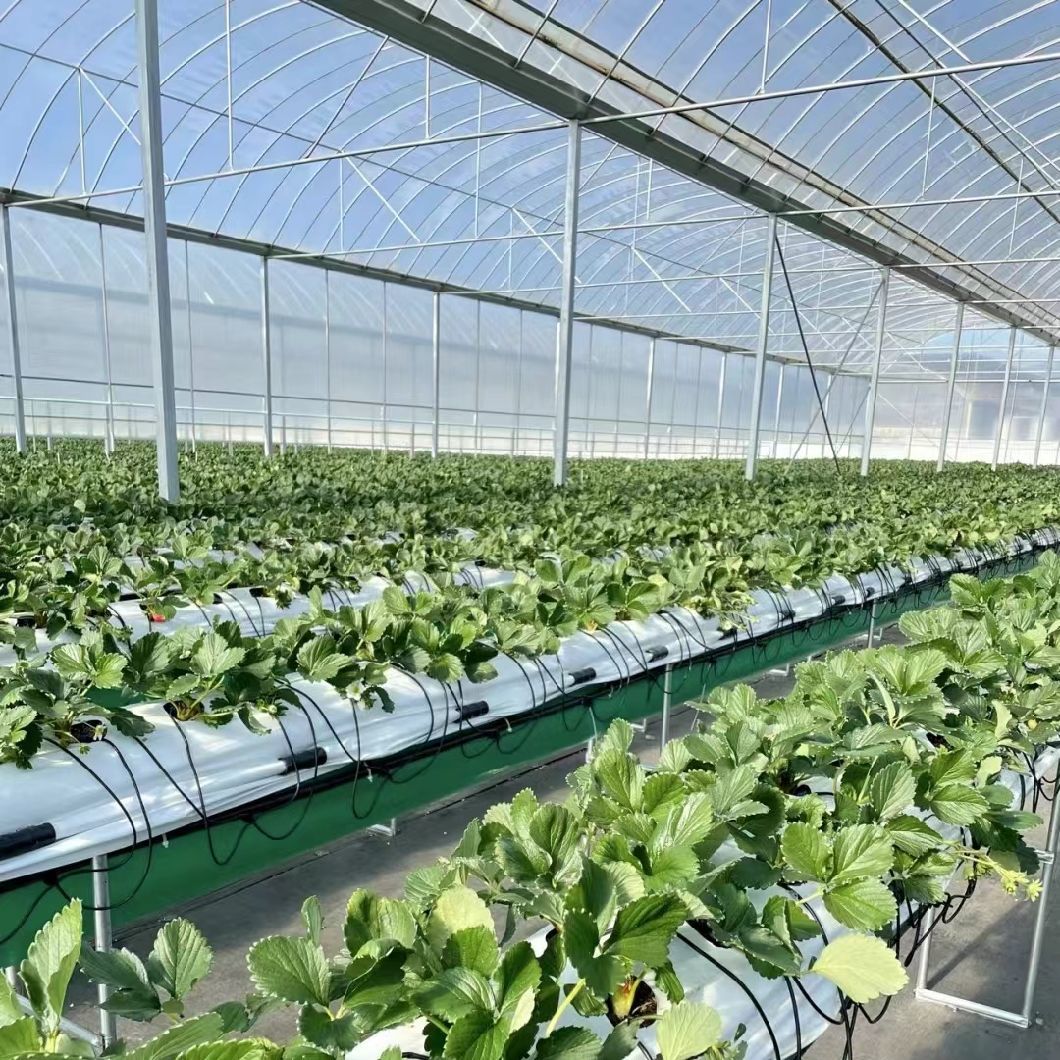Vegetable Production Po Film Greenhouse with Water Pipe System