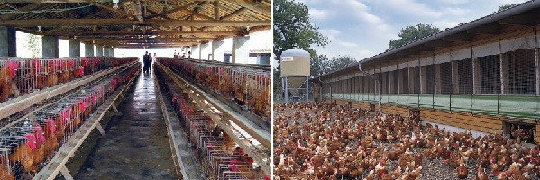 chicken farm cooling system
