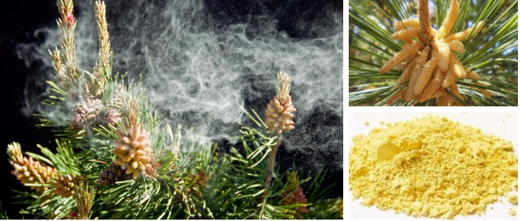 Best Price High Quality Pine Pollen including Cell Wall Broken Pine Pollen Powder and Natural