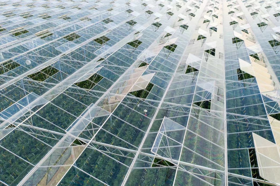 a Type Roof Glass Greenhouse Hydroponic Setup