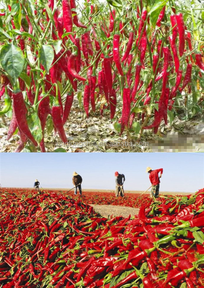 Best Quality Gujillos Chile for Mexico