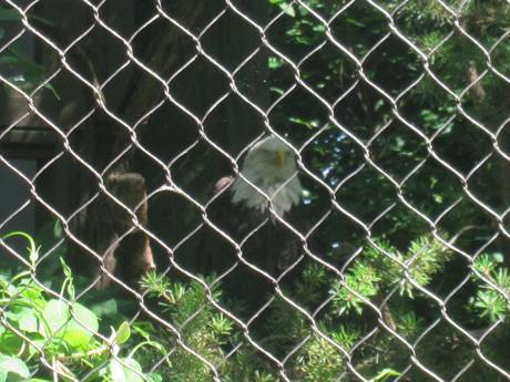 There is interwoven rope mesh fencing around an eagle.