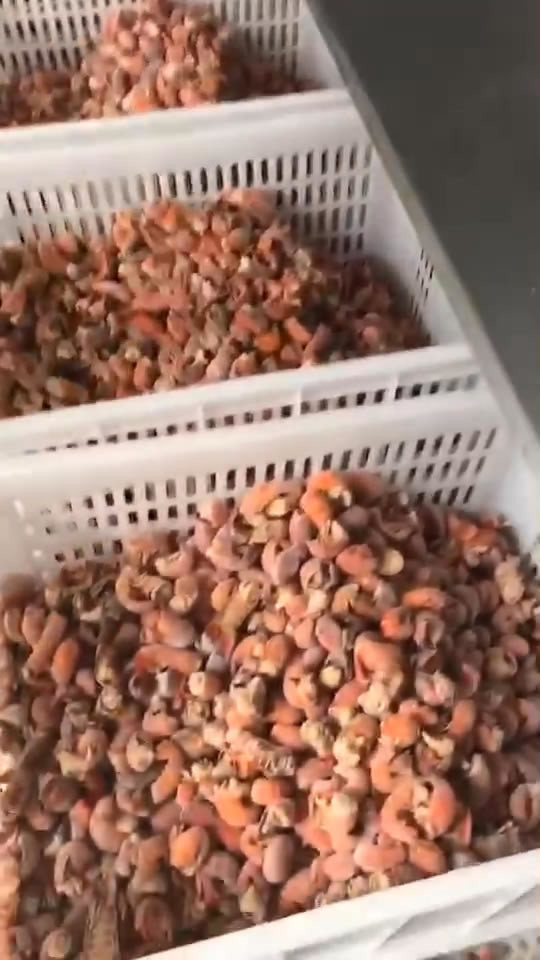 shrimp quick freeze production line