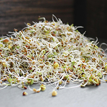 5 part salad mix seeds sprouted on a table