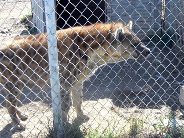 A wolf is contained in a cage made of galvanized chain link fence.