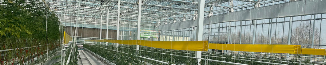 Hydroponics Film Covered Multi-Span Greenhouse