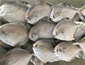 China HACCP Certificated 300g 400g Fresh Frozen White Pomfret on sale 