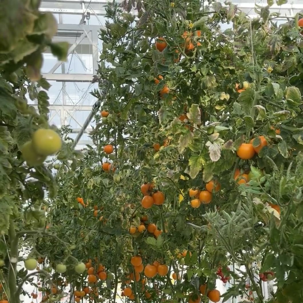 a Type Roof Glass Greenhouse with Hydroponic System