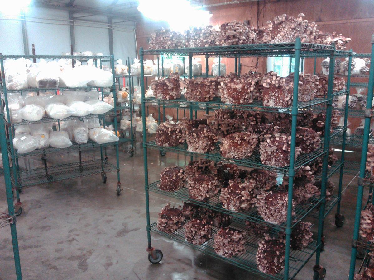 mushroomn wire shelving