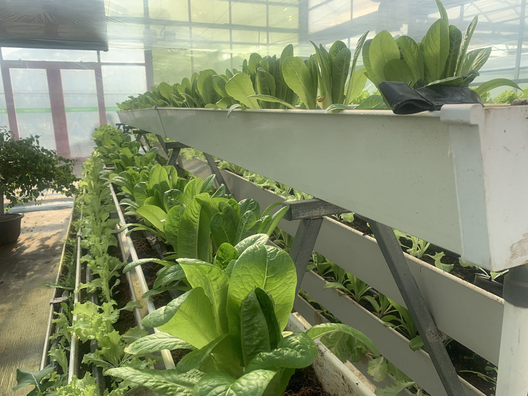 Green House Hydroponic Setup for Year-Round Cultivation