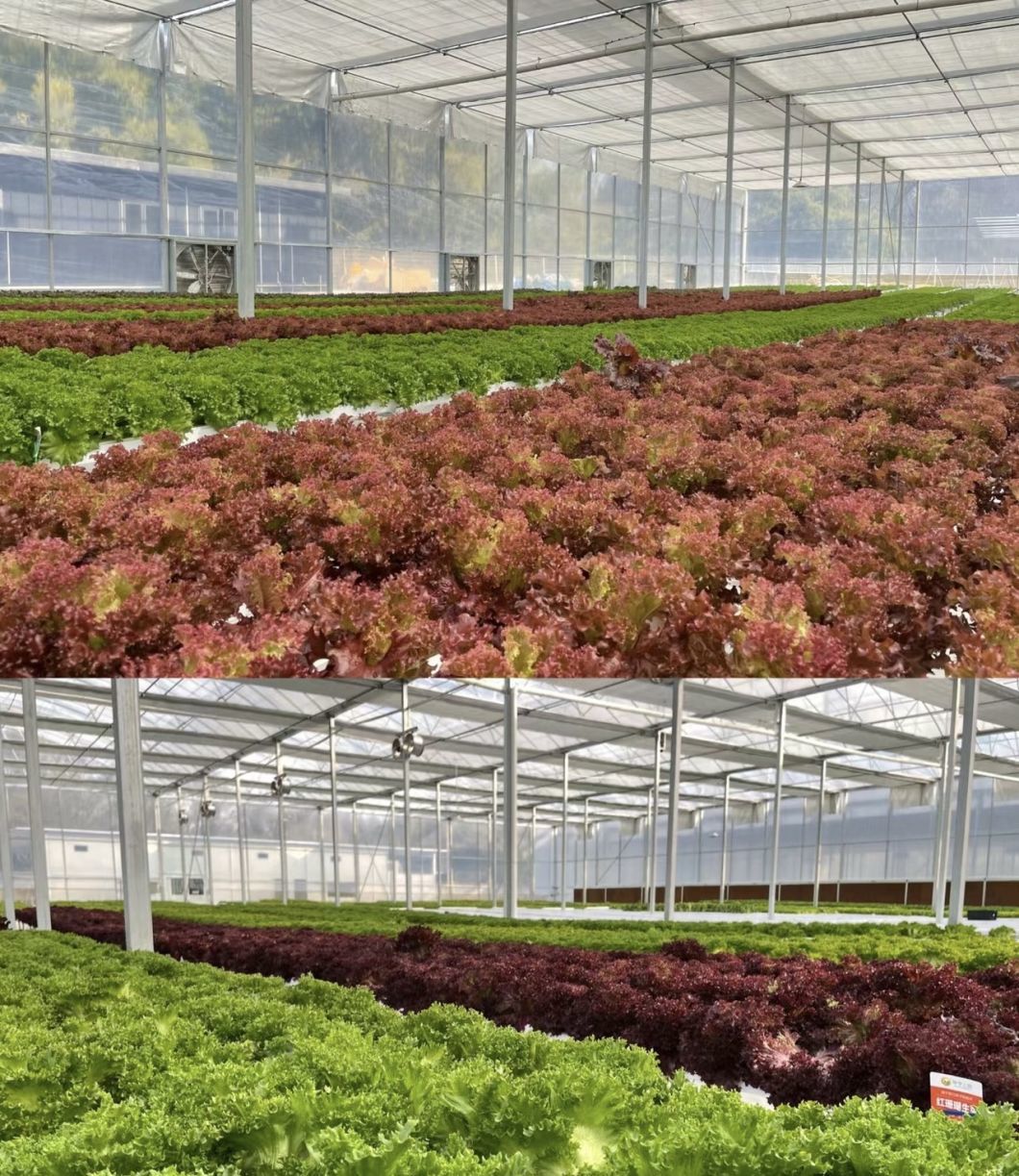 Greenhouse Suitable for Soilless Cultivation of Vegetables and Fruits