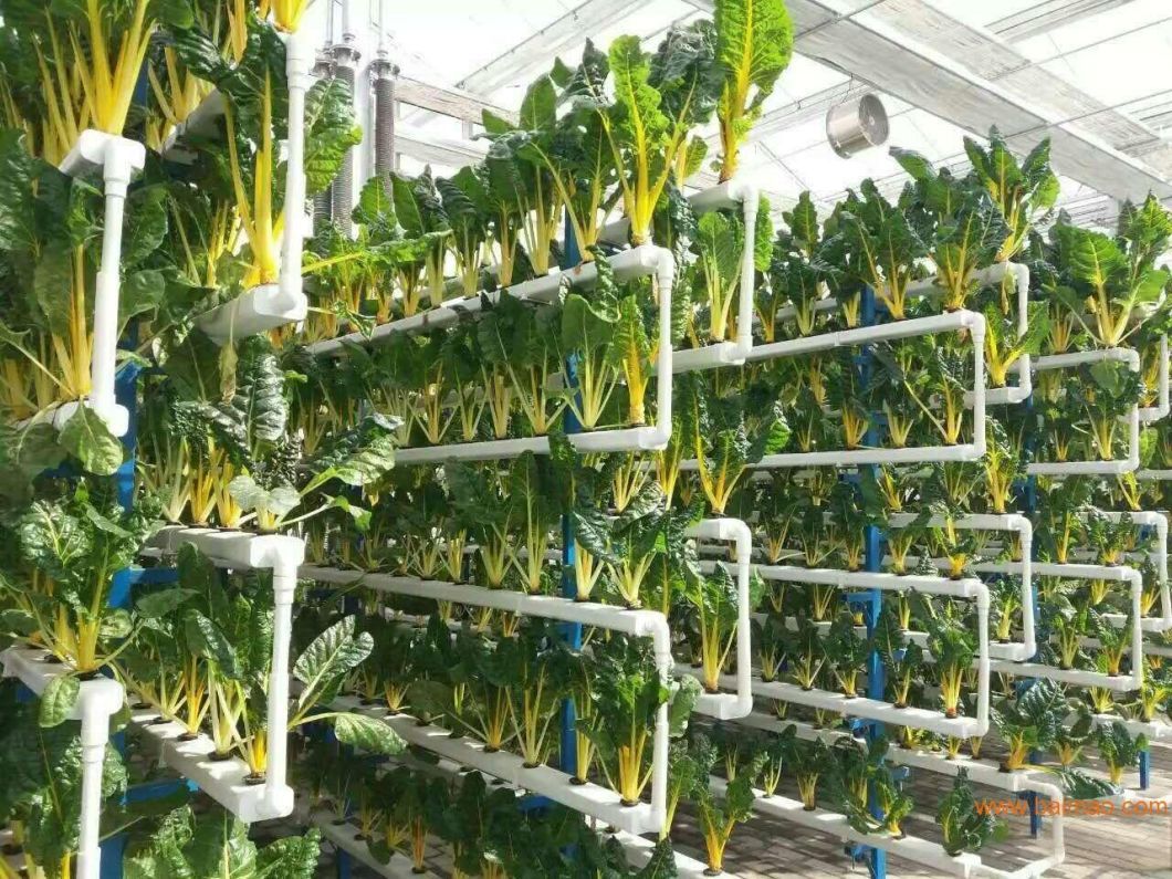 9.6m Film Greenhouse Soilless Cultivation for Maximum Yield
