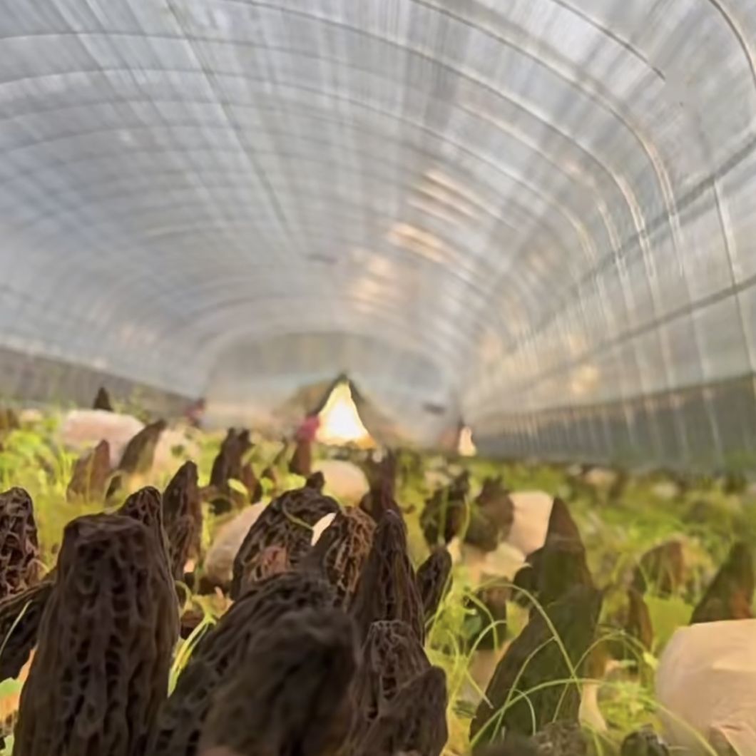 Tunnel Greenhouse for Agriculture and Vegetables