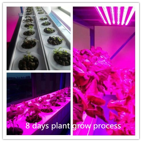 9:1-3:1 R B Ratio led strip plant grow lights for grow blooming
