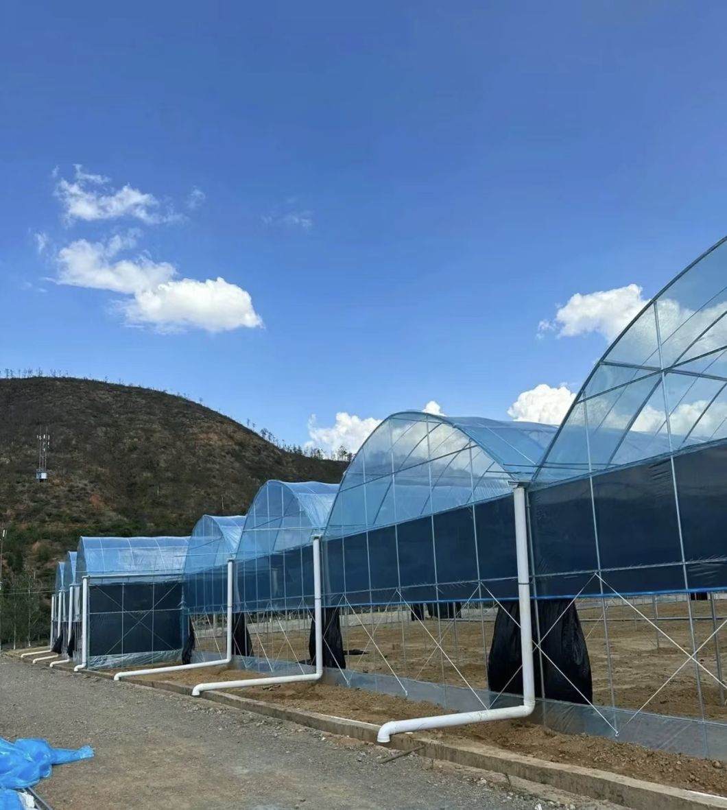 Low Cost Agricultural Multi Span Tunnel Plastic Film Greenhouses with Hydroponic System