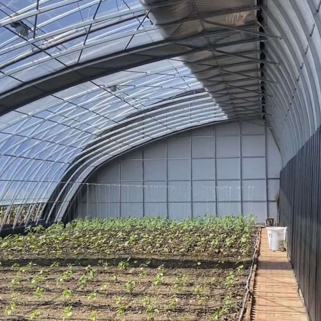 Sparay Irrigation Seeding Sunlight Greenhouse
