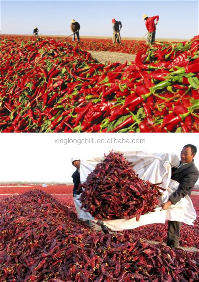 2020 new crop dried hot red chilli pepper