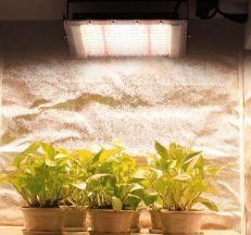 Lighting System for Container Greenhouses