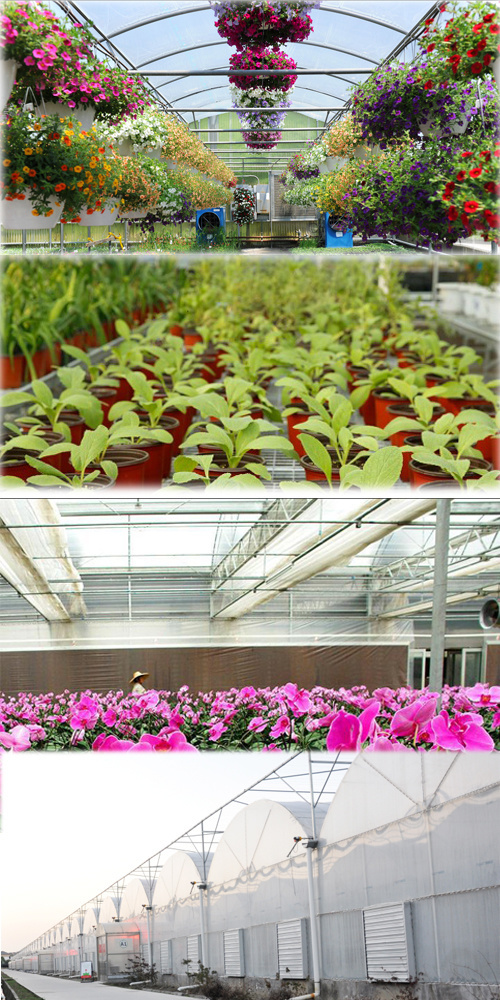 Single-Arch Greenhouse for Flower Farming