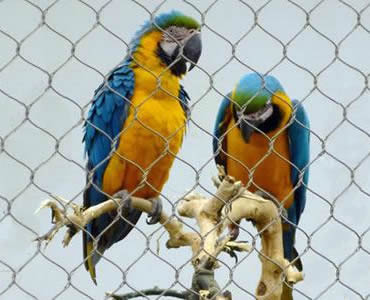 Two parrots are on a branch which is behind a piece of stainless steel knotted rope mesh.