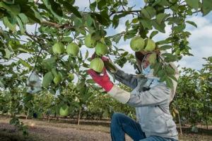 China China Supply Food Grade Custom Made Protection Paper Guava Bag on sale 