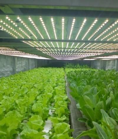 Hydroponic Vertical Farming Container System 40FT Container Farm Greenhouse