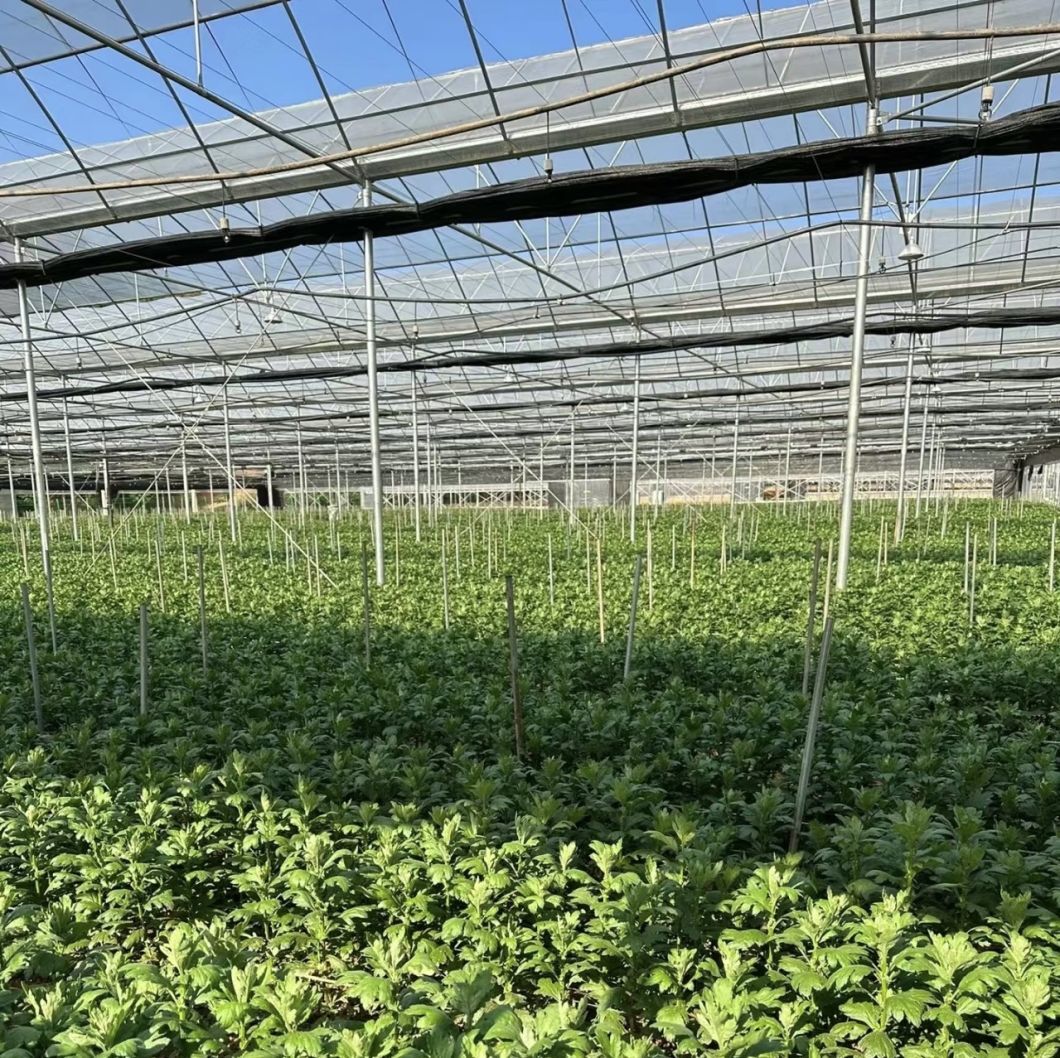 Agricultural Multi Span Greenhouse Hydroponics
