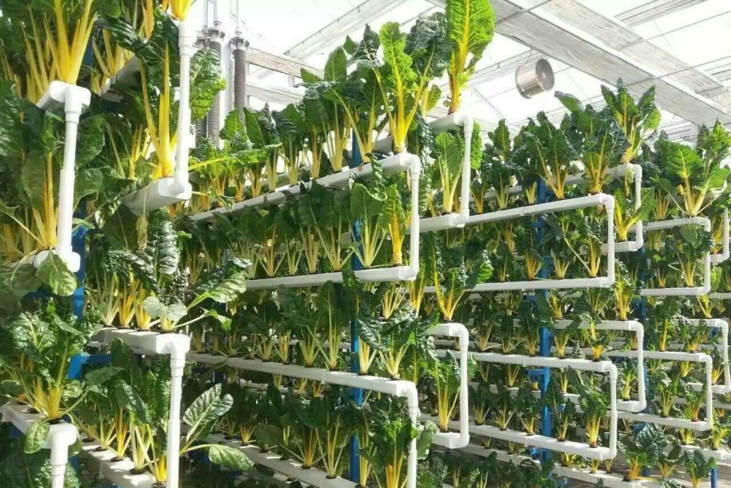 Green House Hydroponic Setup for Year-Round Cultivation