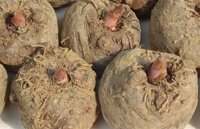 Nature Plant Extract Alibaba China Offer Active Ingredient Glucomannan 90% Konjac Extract
