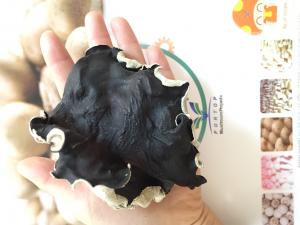 China Factory Price Premium  Dried White Back Black Fungus Size 5CM Above (Auricularia Auricula-judae) on sale 