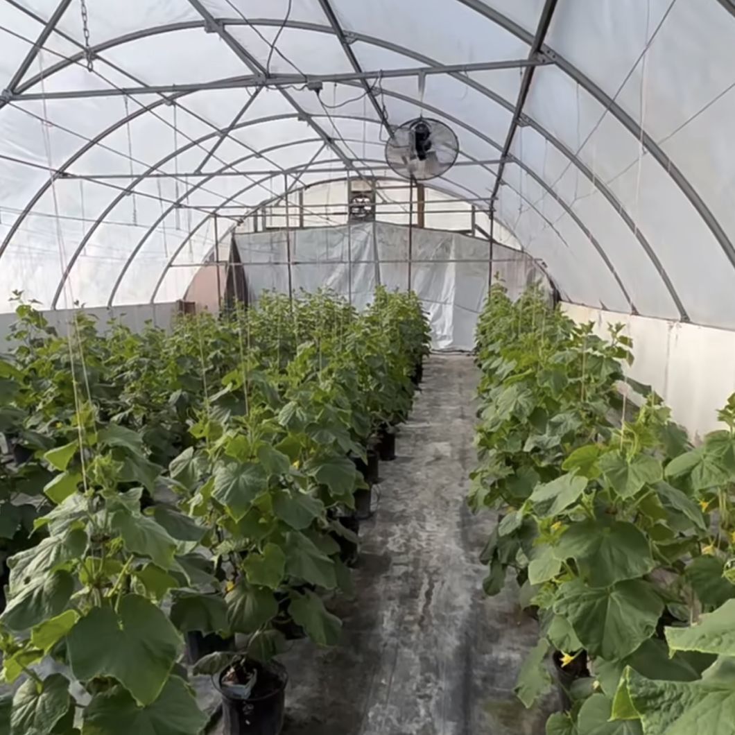Affordable Hydroponic Tunnel Greenhouse Solution
