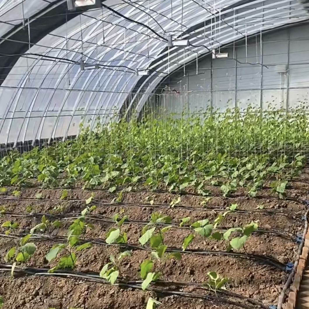 Vegetable Flower Planting Drip Irrigation Greenhouse