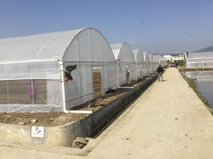 Large 5.3m Multi Span Greenhouse For Agriculture Planting 0