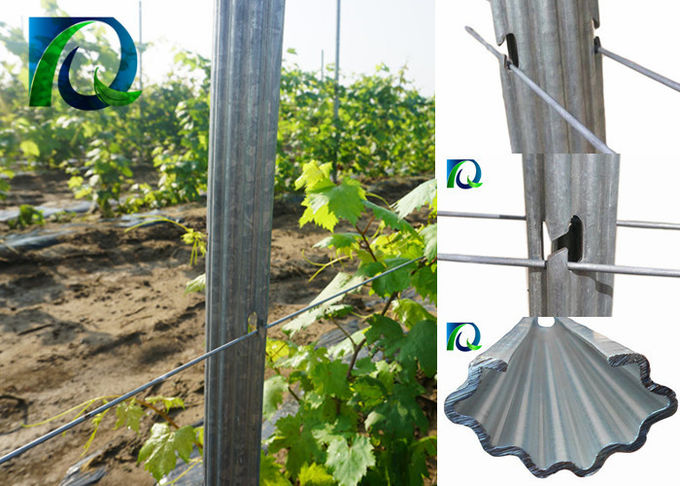 54x30MM Steel Vineyard Fence Posts Grape Vine Support Trellis Weatherproof