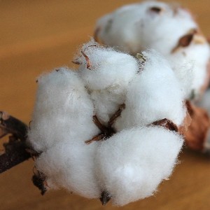 certified organic cotton