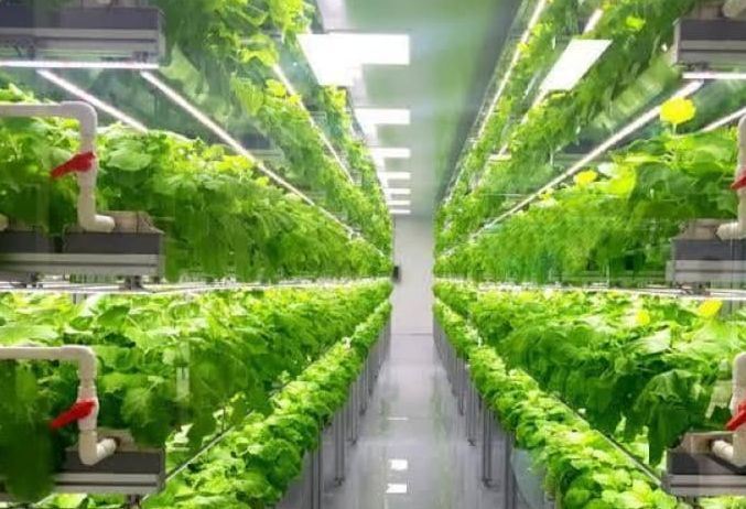 Shipping Container Greenhouse for Leafy Vegetables
