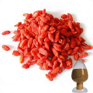 China Herbal Extract Powder goji berry extract powder 30% polysacharides and proteins on sale 