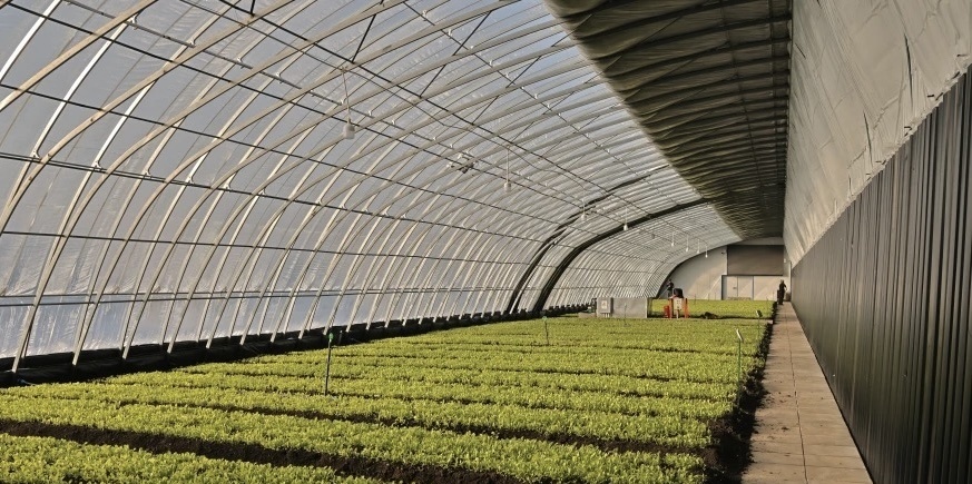 Hydroponics Sunlight Greenhouse Vegetable Production Seeding