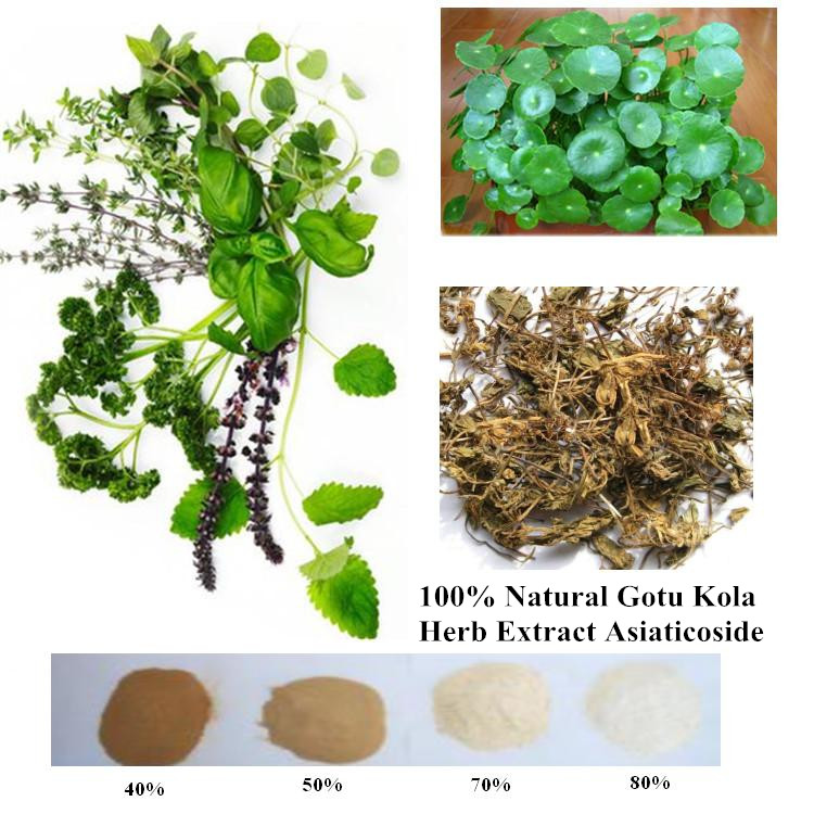 100% Natural Gotu Kola Herb Extract Asiaticoside