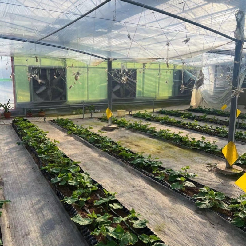 High-Quality Cocopeat Soil Greenhouse for Vegetable Production