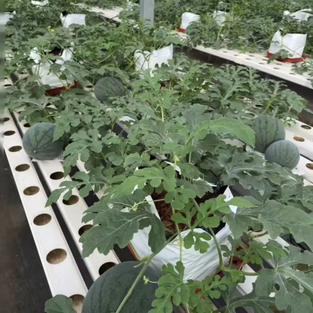 Multi-Span Greenhouse with Drip Irrigation System