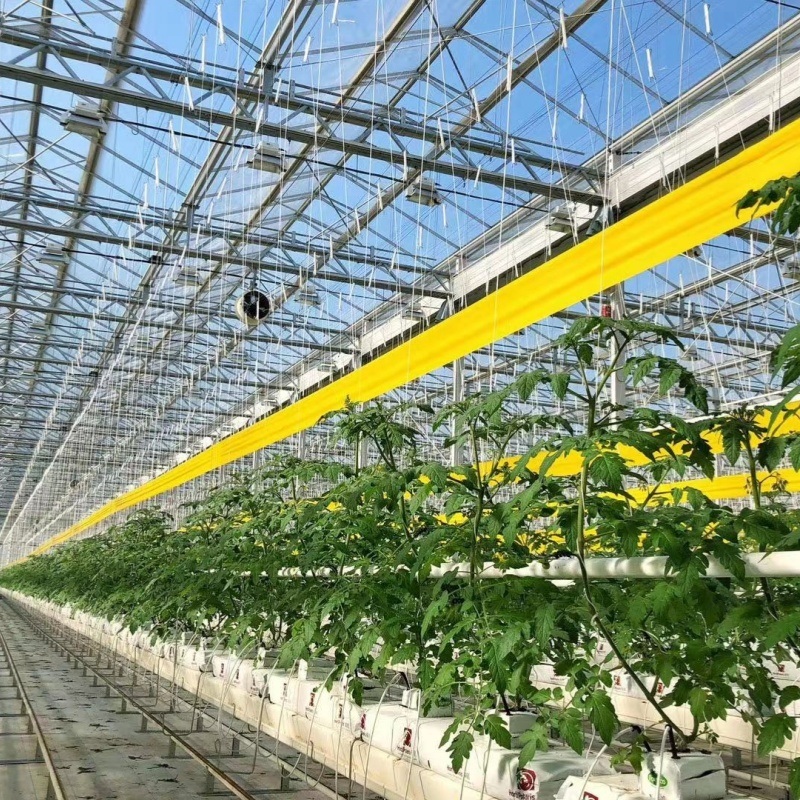 Reasonably Priced Glass Greenhouse for Vegetables