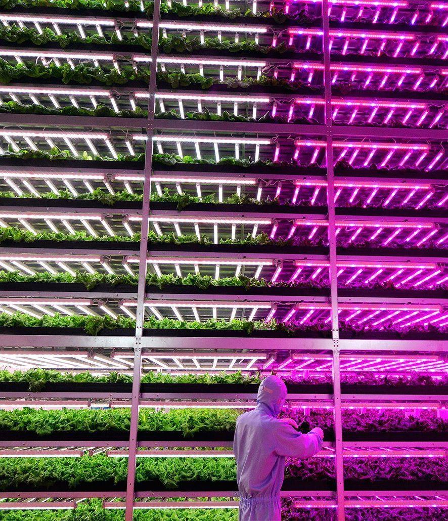 Lighting System for Container Greenhouses