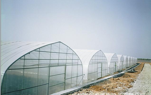 Single Span Steel Frame Tunnel Greenhouse With Plastic Covering 3