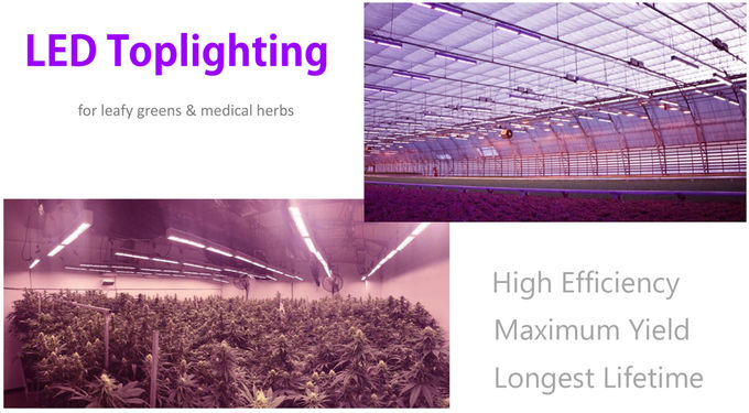 Greenhouse LED Grow Lights widening reflectors Greenhouse Supplemental Lighting 2